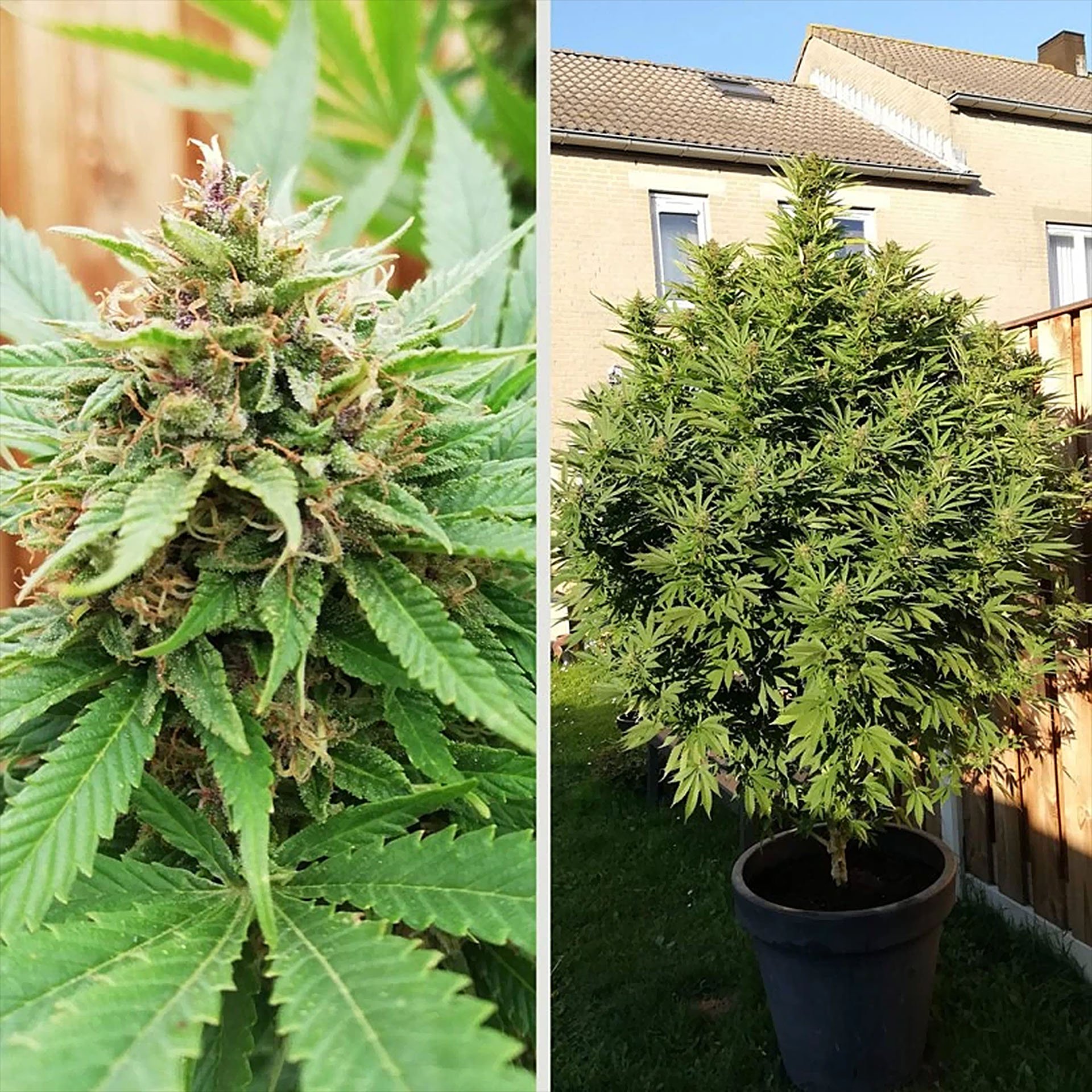 durban-poison-dutch-passion-1.jpg