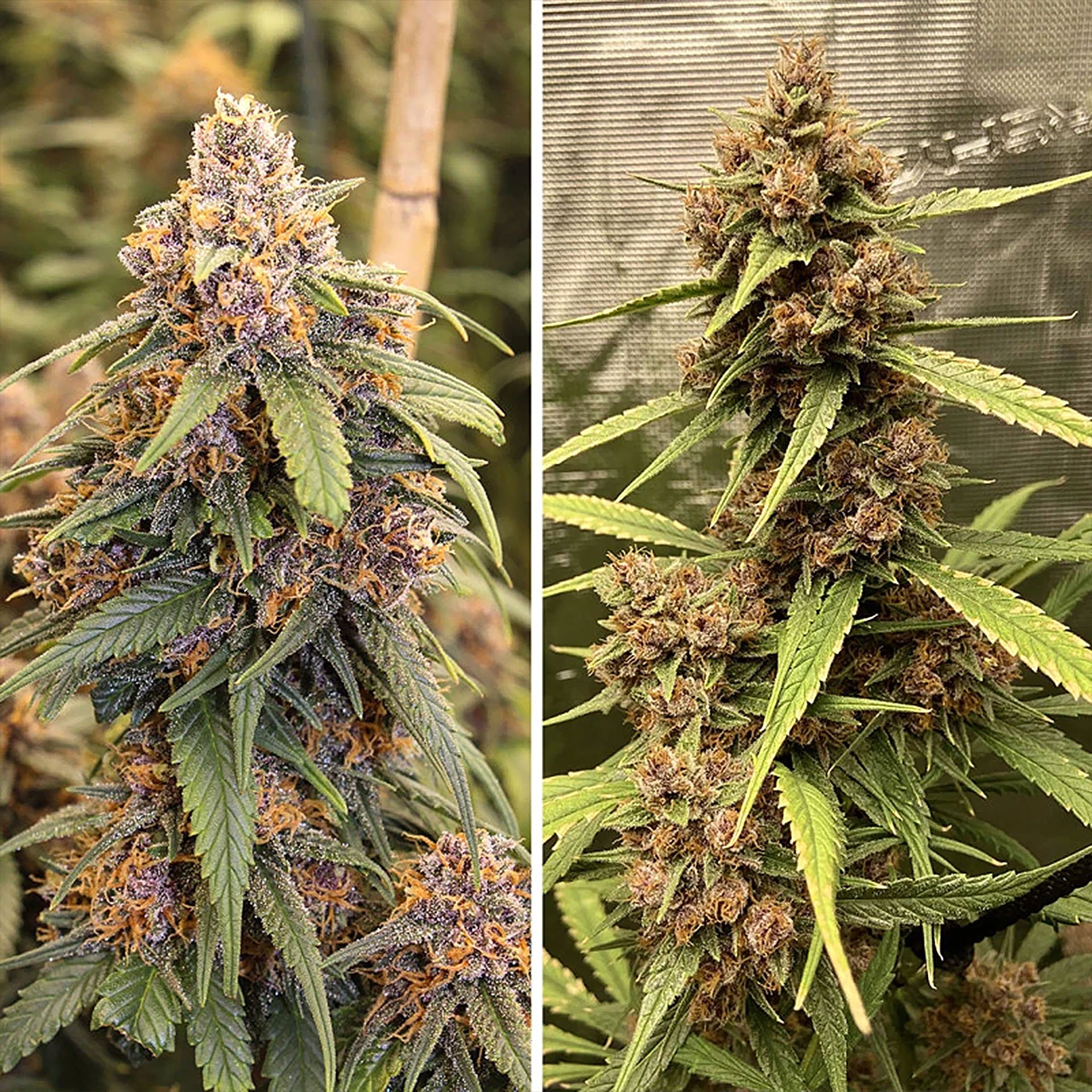 durban-poison-dutch-passion-2.jpg