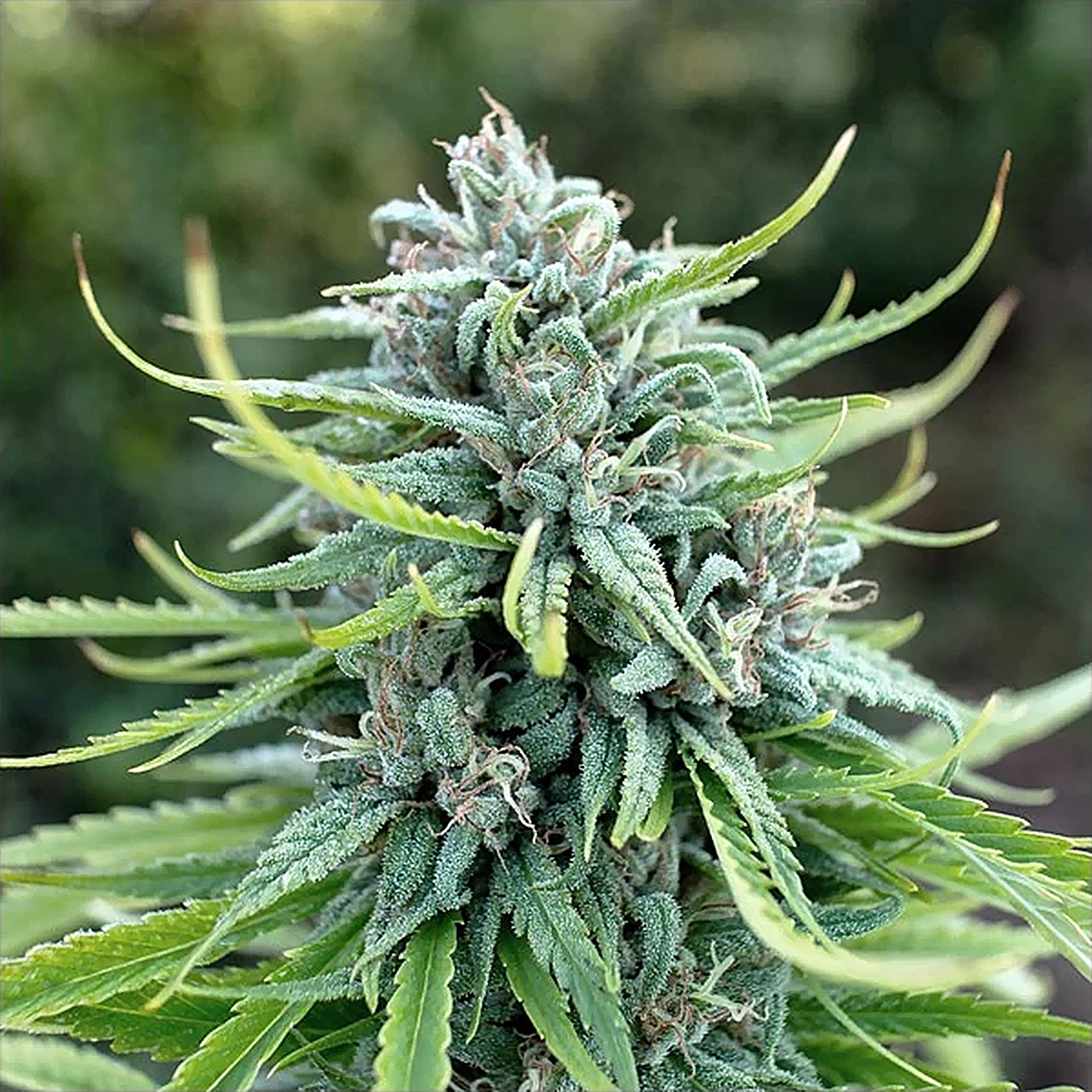 durban-poison-dutch-passion-3.jpg