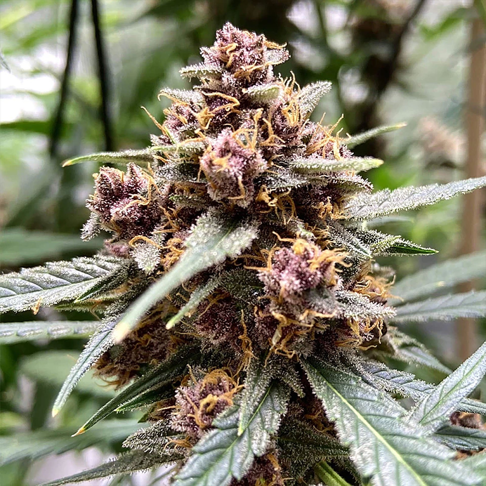 durban-poison-dutch-passion-4.jpg