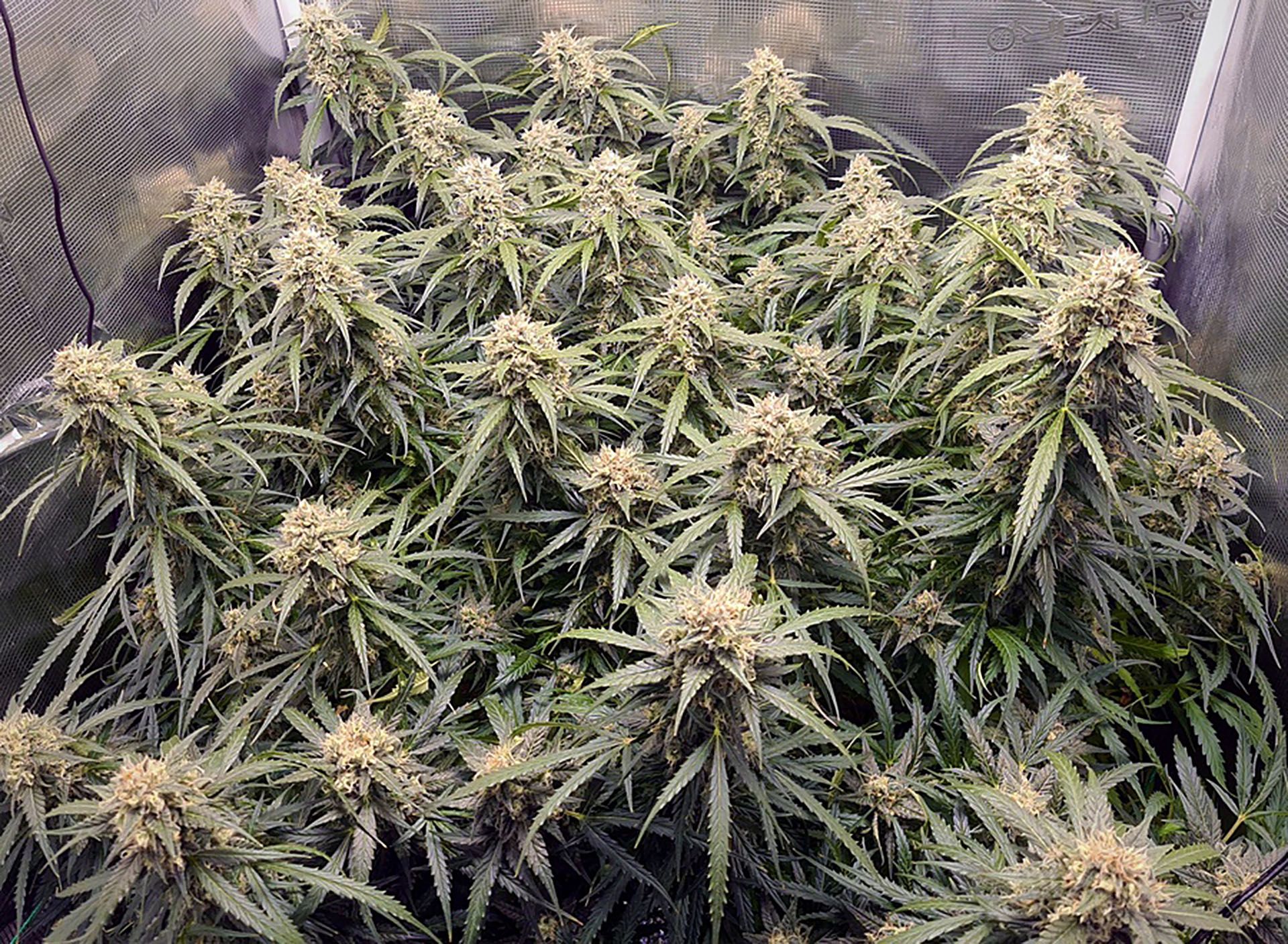 auto-cinderella-jack-dutch-passion-1.jpg