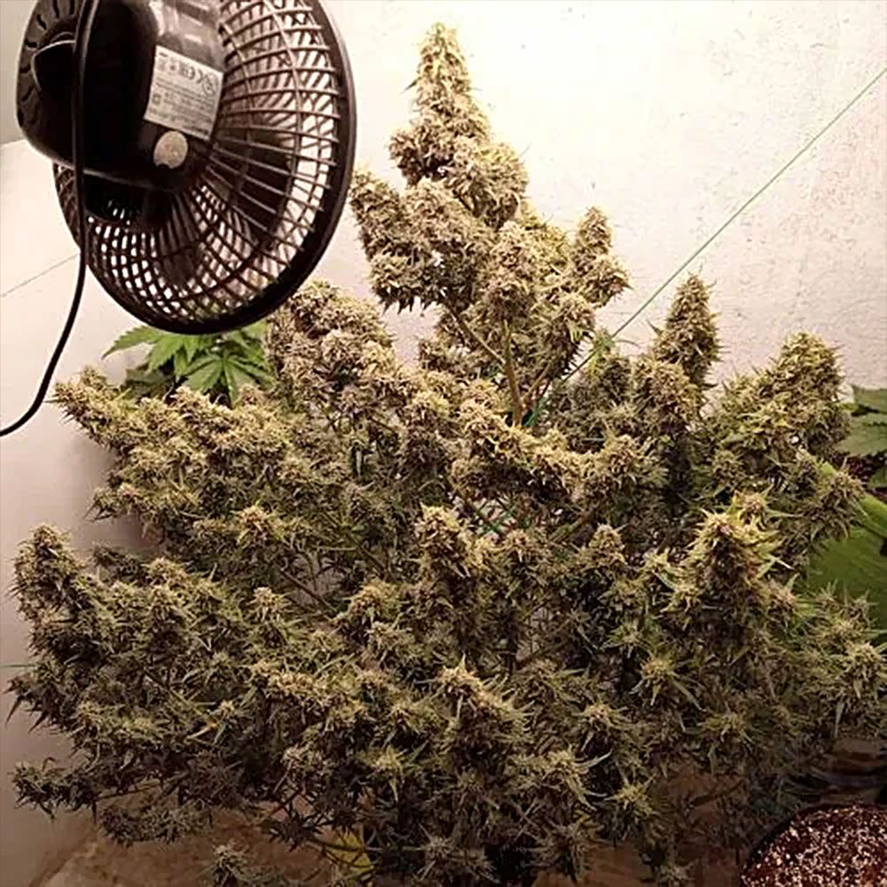 auto-cinderella-jack-dutch-passion-2.jpg