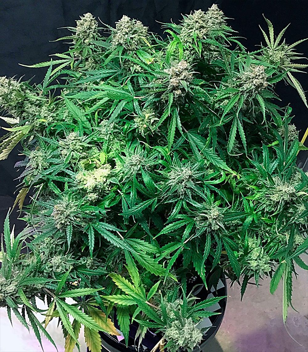 auto-cinderella-jack-dutch-passion-3.jpg