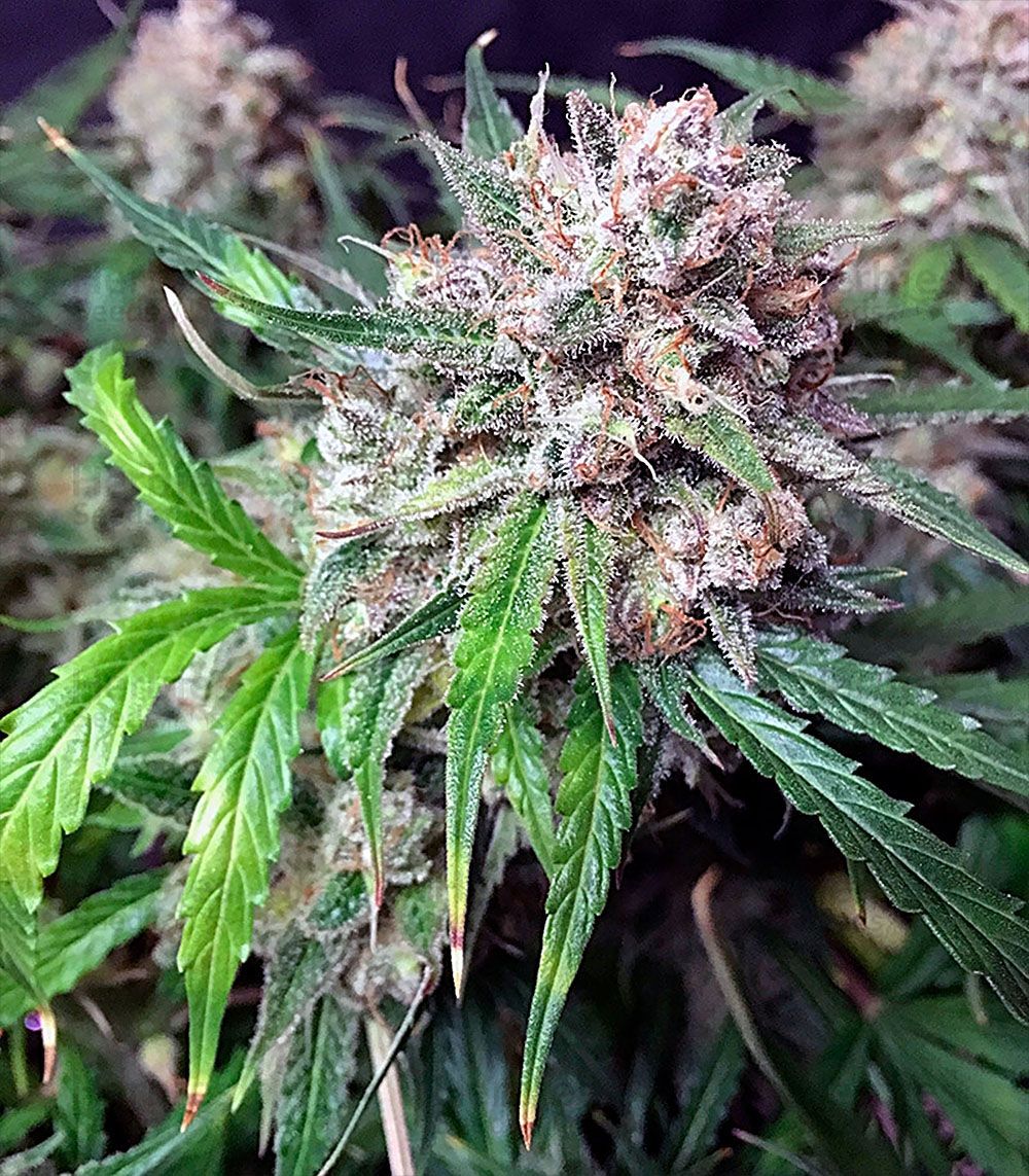 auto-cinderella-jack-dutch-passion-4.jpg