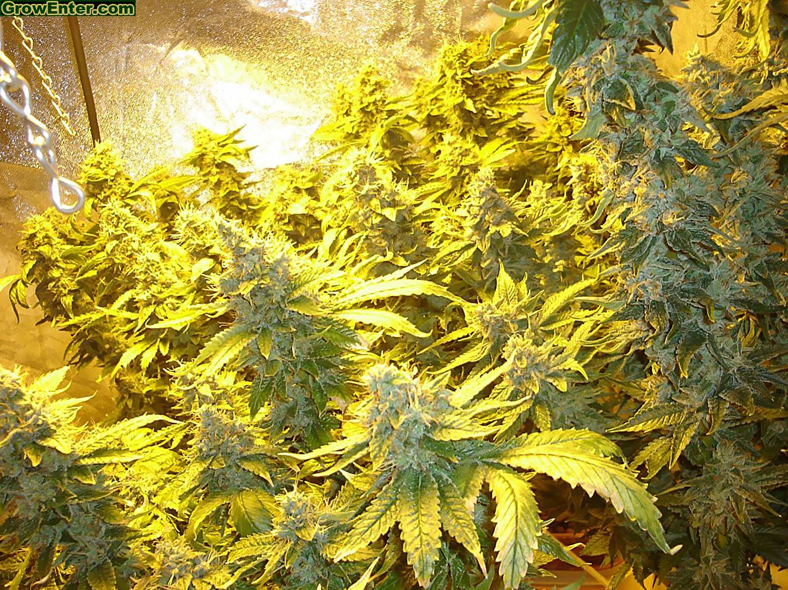 foto-white-widow-2.jpg