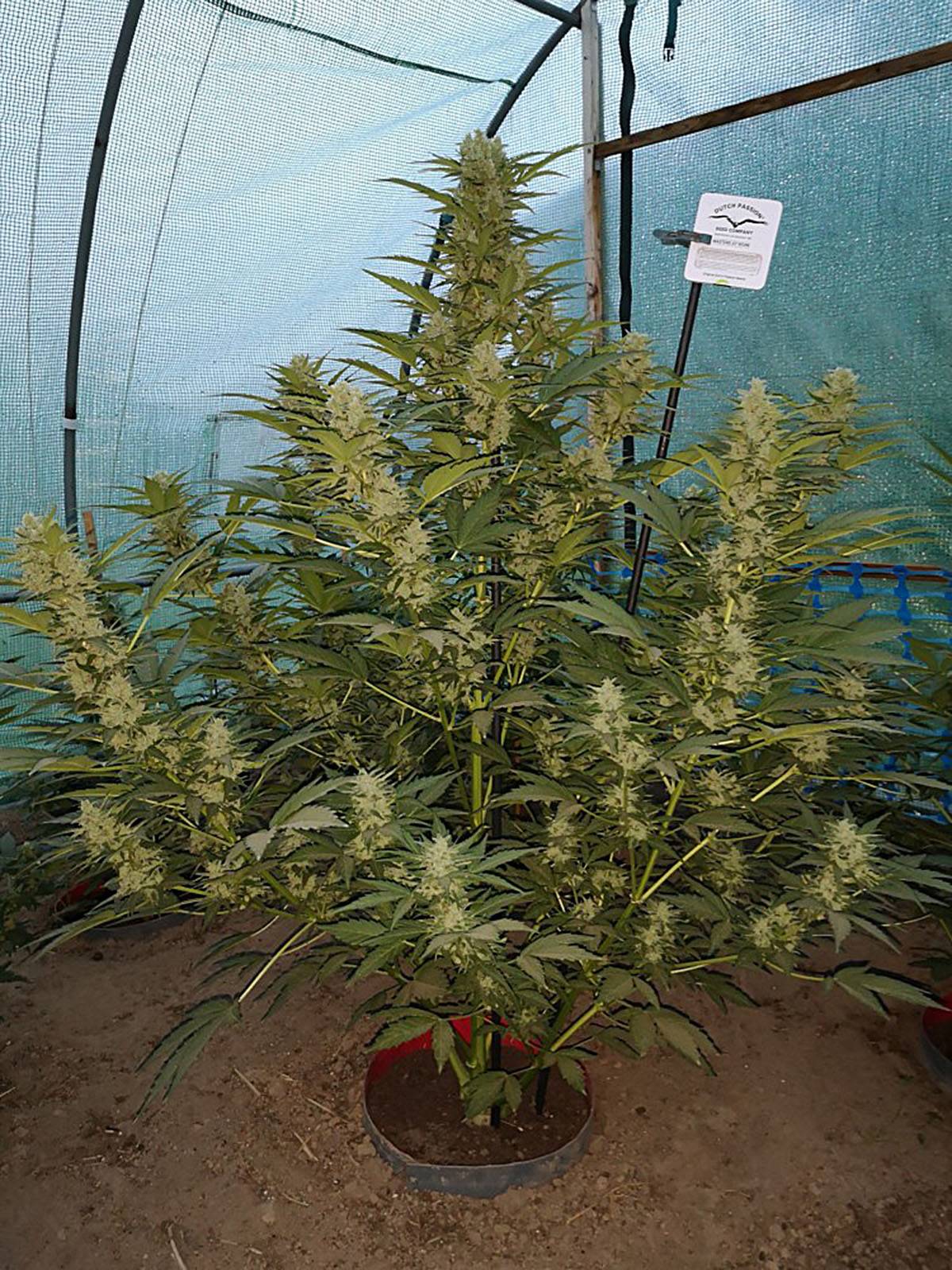 auto-white-widow-dutch-passion-1.jpg