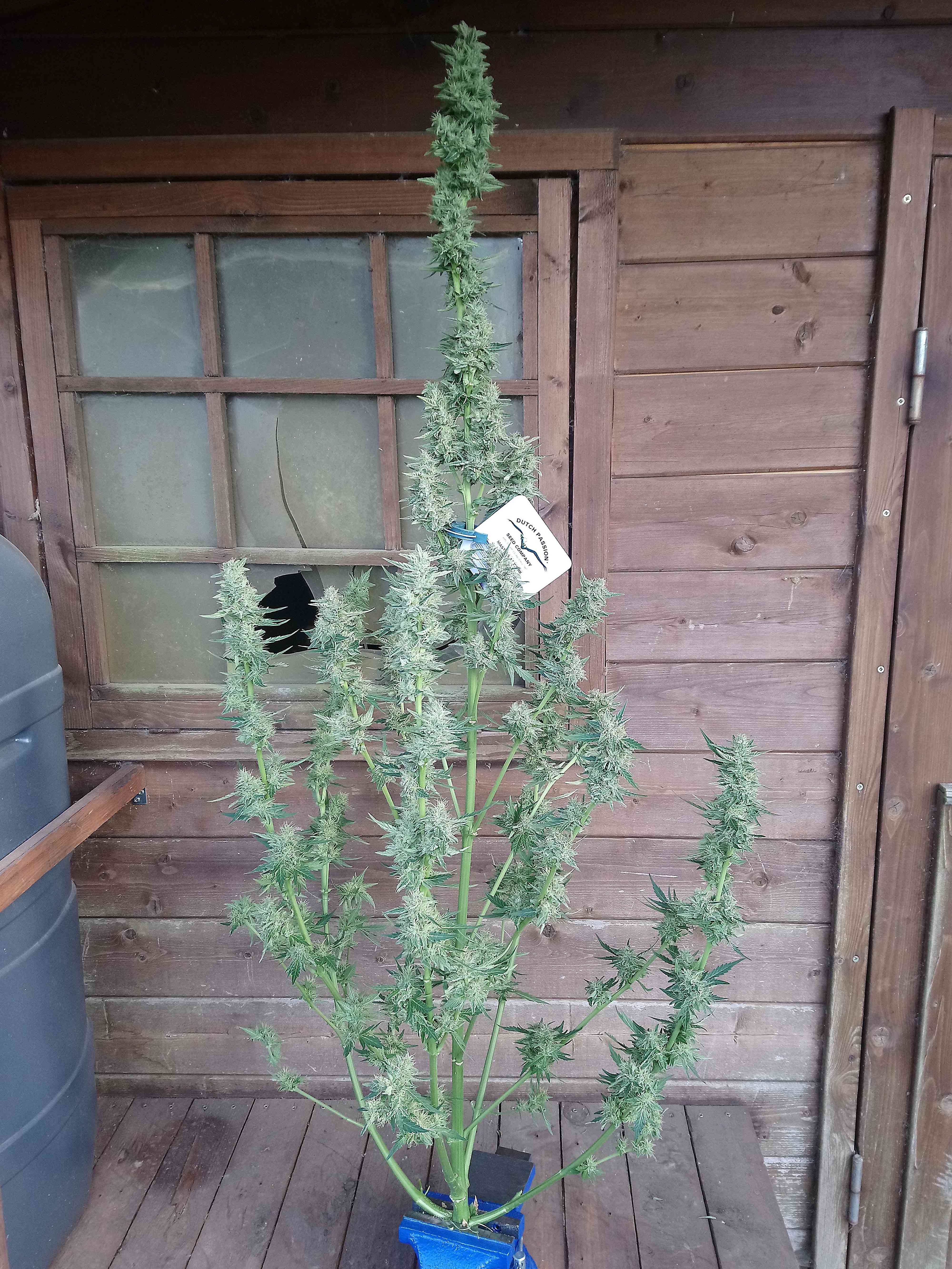 auto-white-widow-dutch-passion-2.jpg