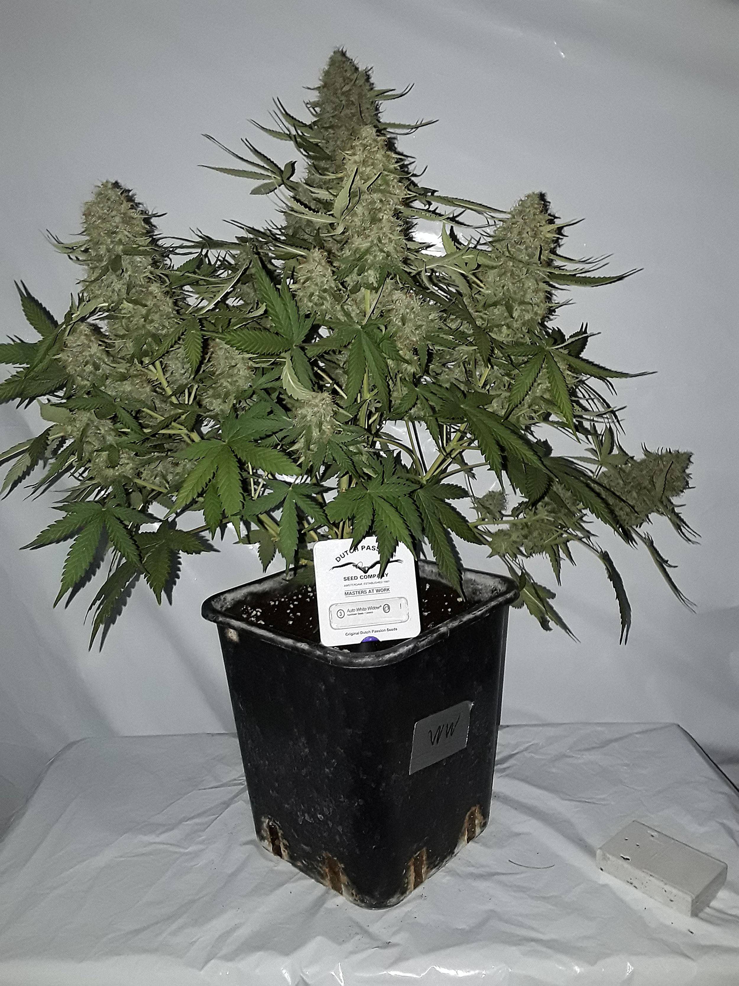 auto-white-widow-dutch-passion-3.jpg
