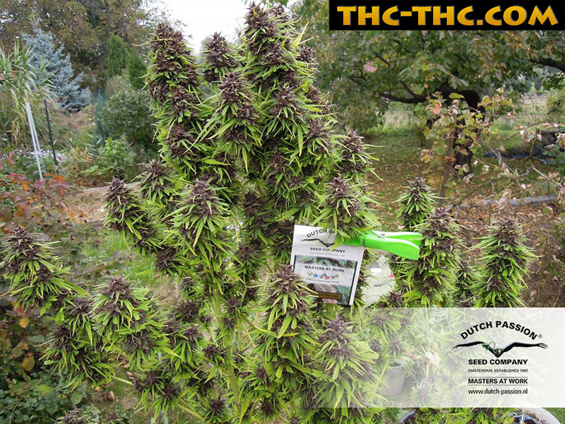 recenzja-frisian-dew-dutch-passion-thc-thc-6282.jpg